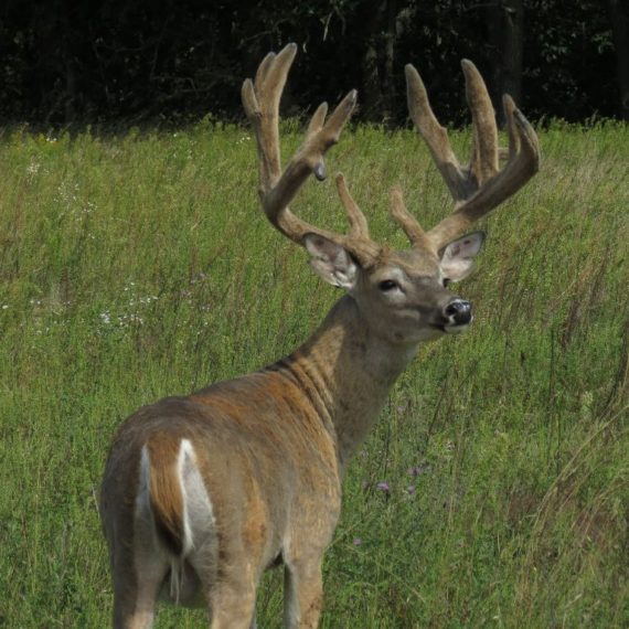 Whitetail Photos - Arrow Ridge Ranch